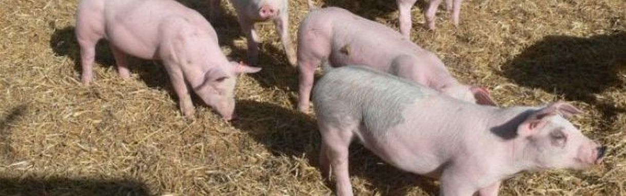 Schweine: Bild Herr Dr. Segger