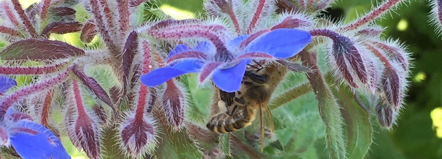 Biene auf Blüte; Bild Sabine Braun