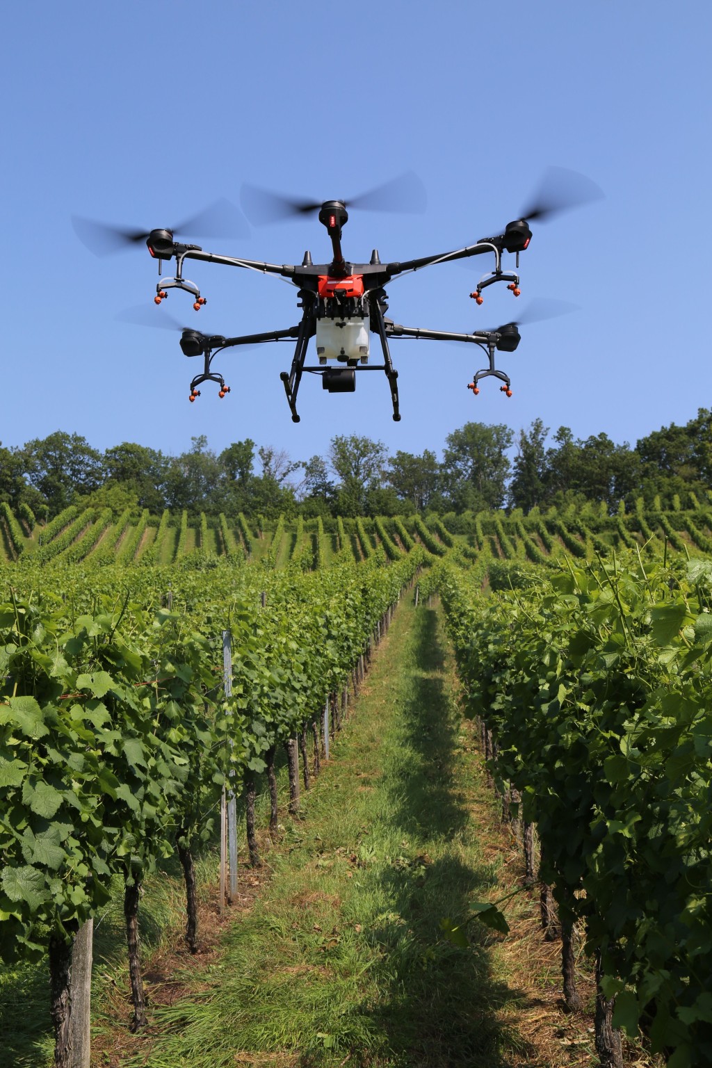 Eine Drohne fliegt über den Weinberg.