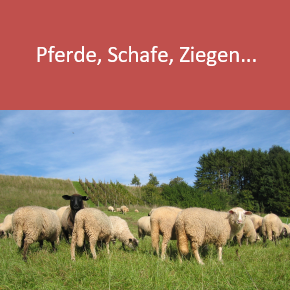 Tierische Erzeugung - Pferde, Schafe, Ziegen   © Mezger
