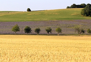 Pflanzenbau - Landschaft Schwäbischen Alb