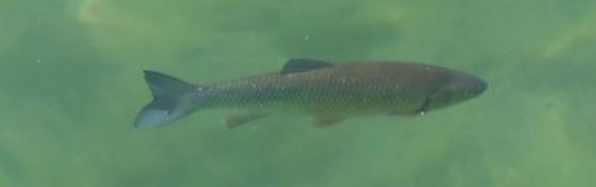 Fischerei; Bild Richard Müller Fisch im See, Ort Unteruhldingen; Bild Richard Müller