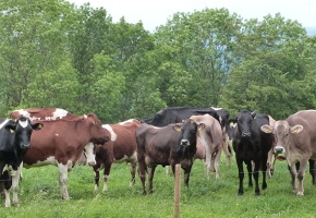 Kühe auf der Weide