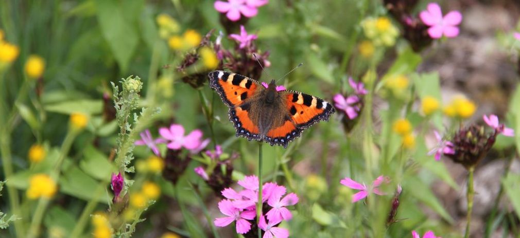 Flyerbild Veranstaltung Biodiversität im Offenland Schmetterling sitzt in einer blühenden Wiese