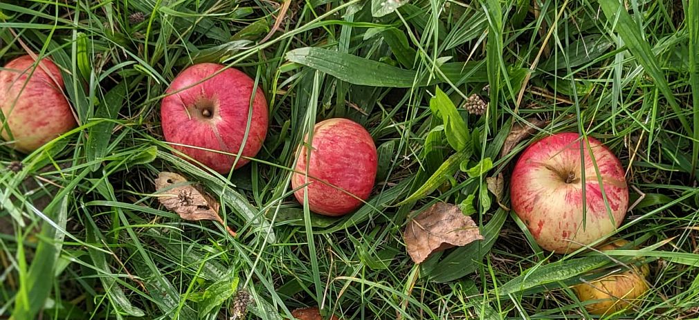 Flyerbild Veranstaltung Landesweiter Streuobsttag 2023 Äpfel liegen in einer Wiese