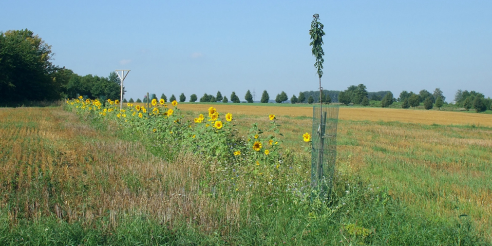 Neu angelegter Agroforststreifen mit Blühmischung