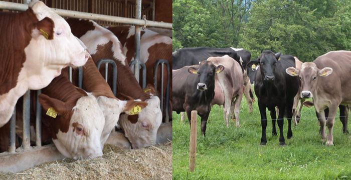 Rinderhaltung - Milchvieh, Nachzucht und Mast Bilder: Mastbullen am Fressgitter und Kühe auf der Weide - Matthias Schuhbeck/LEL