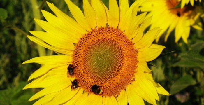 Titelbild_Landinfo_4_2017; Bild: Hummel, Andreas Dölz