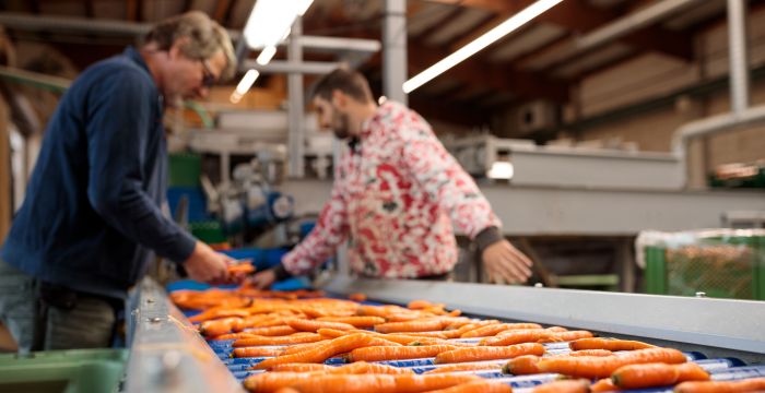 Die Bioservice Südbaden GmbH bringt Bio-Wurzelgemüse auf den Weg in die Wertschöpfung; Bild: Jan Potente, MLR
