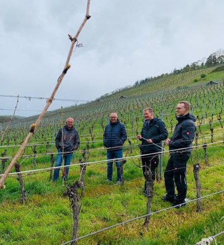 Live-Übertragung vom Weinberg (Foto: Weingut Georg und Anja Merkle GbR /LEL-Bilderdatenbank)