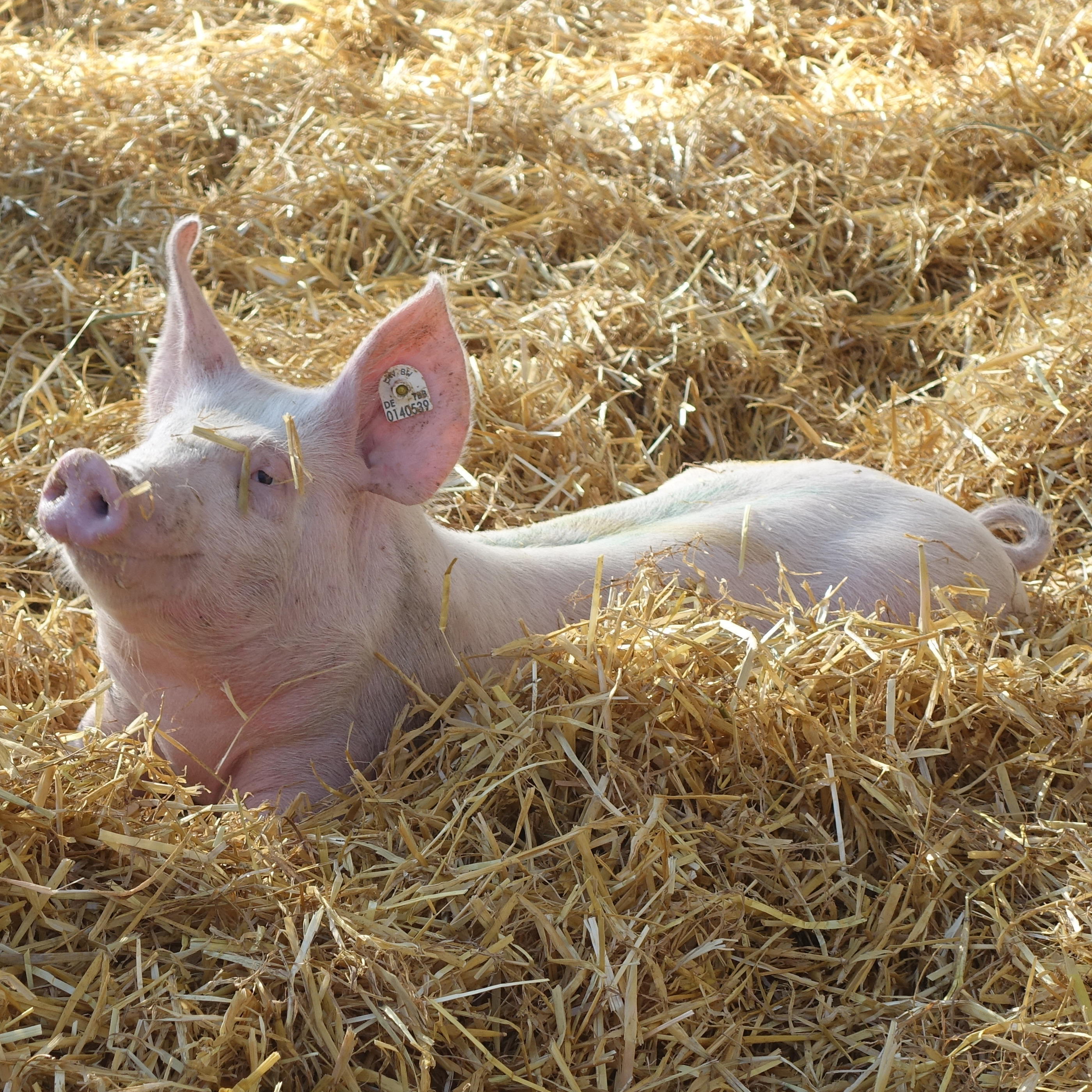 Bildquelle: Susanne Mezger / LEL