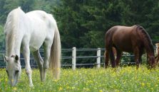 Bild: Zuchtstuten in Marbach - Dr. Gerhard Faix/LEL