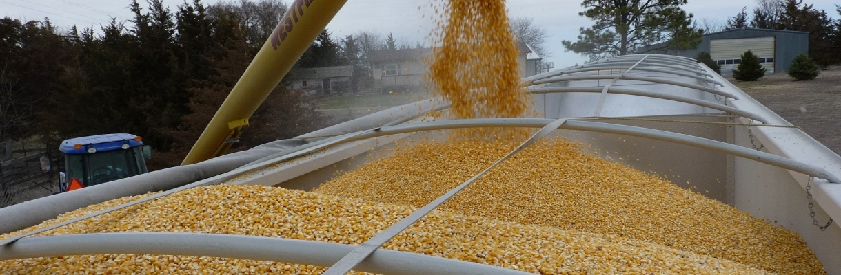 Maisernte - Befüllen eines Anhängers mit Maiskörnern