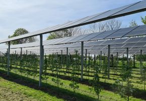 AgriPV-Anlage in Obstanlage