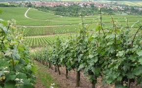 Pflanzliche Erzeugung - Dauerkulturen / Handelsgewächse