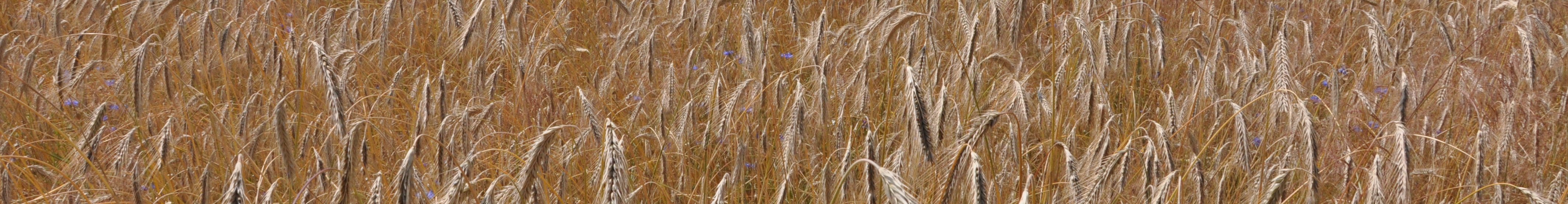 Getreide Feld in Nahaufnahme
