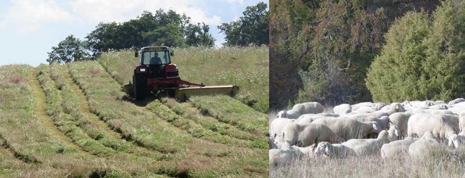 Mähen von Wiesen, Beweidung durch Schafe