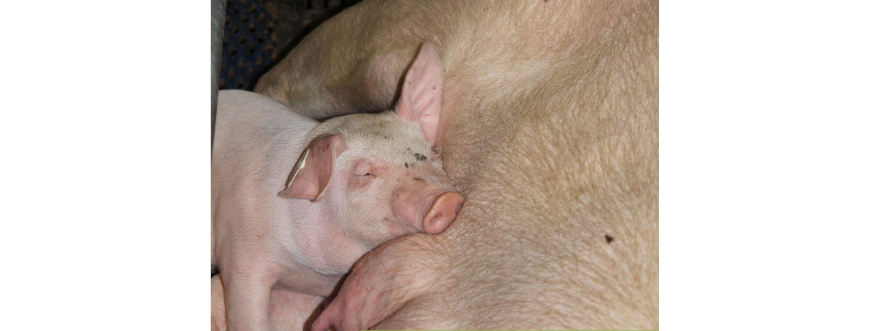 Titelbild_Landinfo__2023_Tierzucht aktuell - Anpassung an die Herausforderungen. Bildquelle: Carla Schied LEL