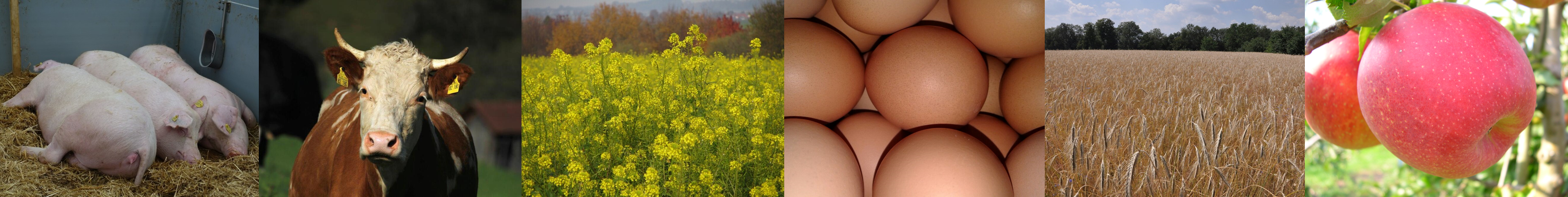 Getreide, Apfel und Schwein 