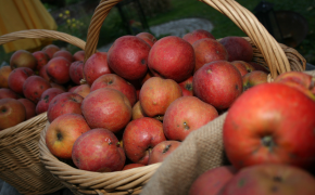 Markt und Ernährung - Spezialthemen