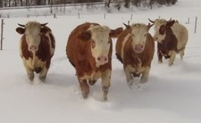 tierische Märkte