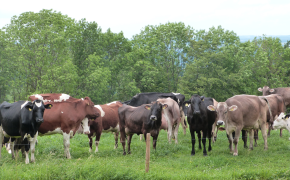 Tierische Erzeugung - Rinder