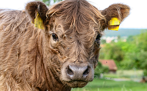 Tierische Erzeugung - Rinder