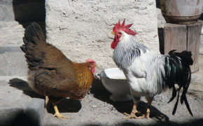 Tierische Erzeugung - Geflügel