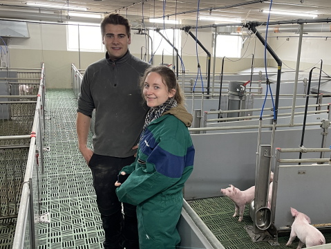 Hitzestress Schwein