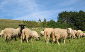 Tierische Erzeugung - Pferde, Schafe, Ziegen
