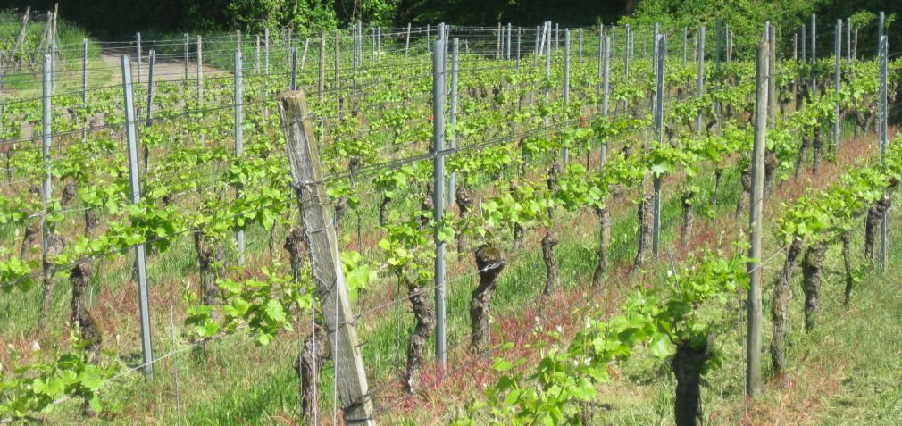 Weinberg im Frühling