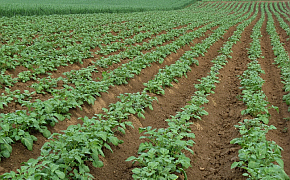 Pflanzliche Erzeugung - Hackfrüchte