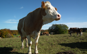 LEL-Maps - Ökologische Landwirtschaft