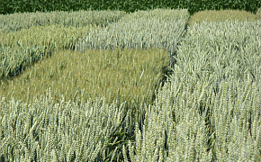 Pflanzliche Erzeugung - Getreide und Mais