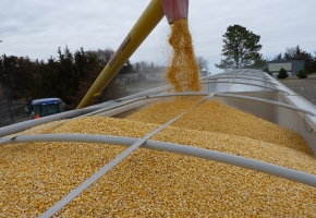 Maisernte - Befüllen eines Anhängers mit Maiskörnern