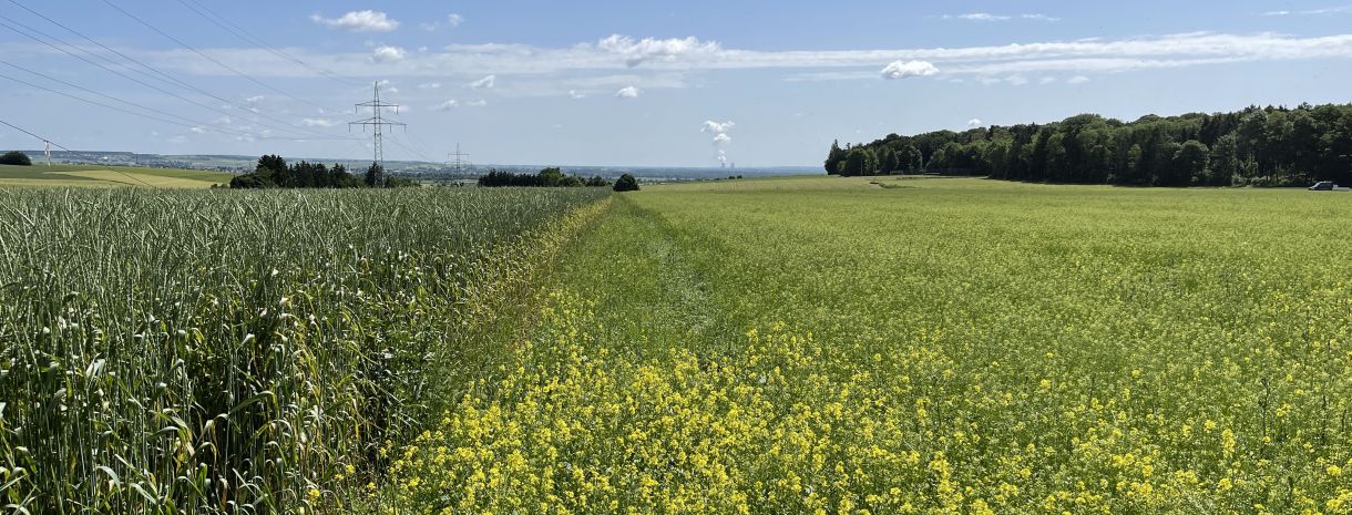 Dinkel und Alblinsen