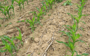 Pflanzliche Erzeugung - Hackfrüchte