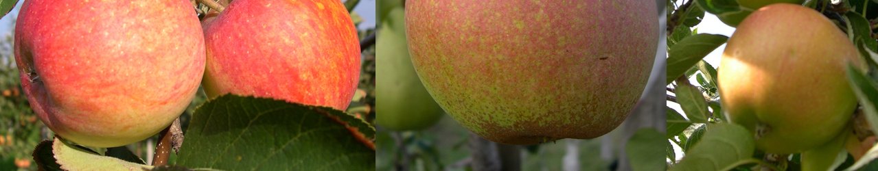 Äpfel hängen an einem Baum