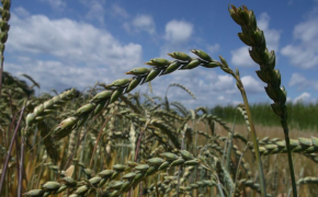 Pflanzliche Erzeugung - Getreide und Mais