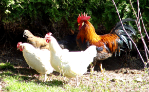 Tierische Erzeugung - Geflügel