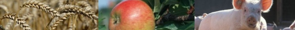 Getreide, Apfel und Schwein 