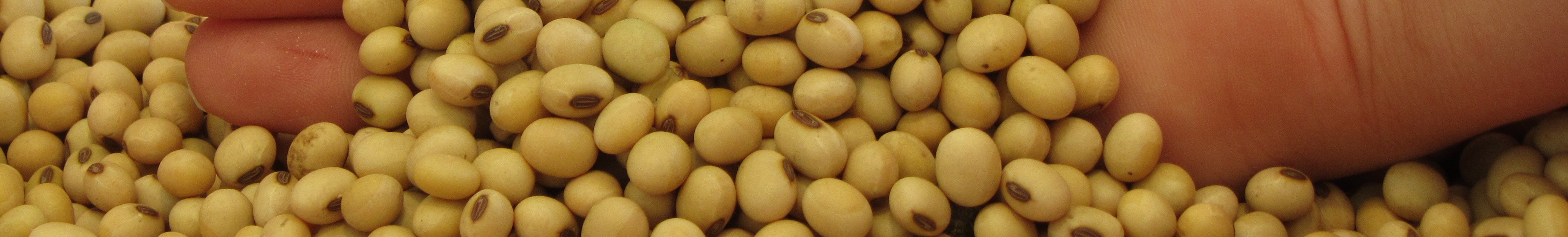 Sojabohnen in einer Hand