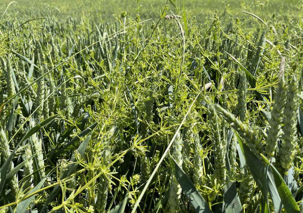 Unkraut im Feld