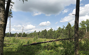 Link zur Moorschutzkulisse