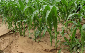 Energie, Natur und Umwelt - Erosionsschutz