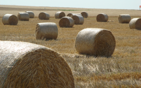 Agrarstruktur / Betriebe - Bodennutzung