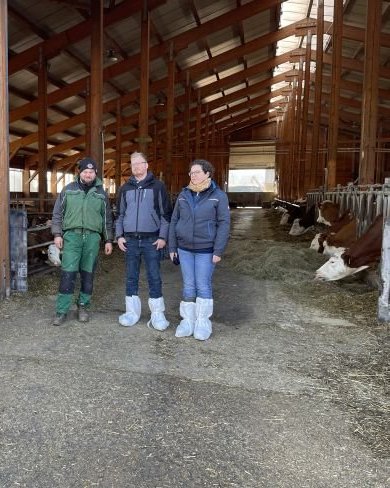 Hitzestress beim Rind