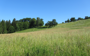 Pflanzliche Erzeugung - Dauergrünland / Ackerfutter