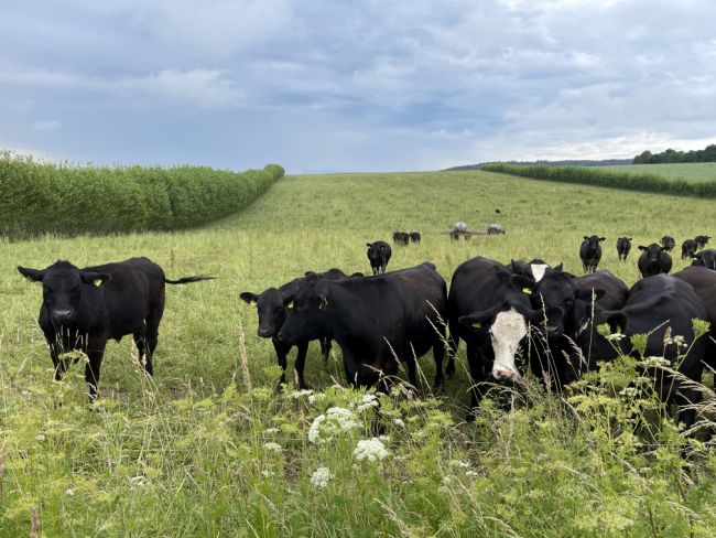 Agroforst