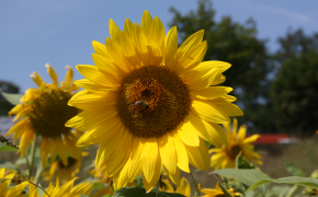 Pflanzliche Erzeugung - Ölsaaten